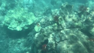 Underwater in Maui