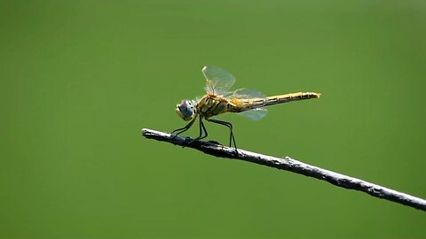 Dragonfly