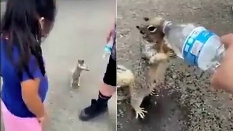 Thristy squirrel ask for water