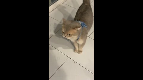 cute cat begging