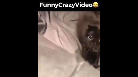 Mr FunnyCrazyVideo😂 Just Incredible Video Funny and Crazy #Like Follow for Follow 🥰