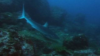 Galapagos shark is a dangerous top predator
