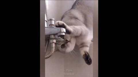 funny cat water drinking and funny movement