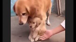 Daddy Retriever Is Very Protective of His Young Pup