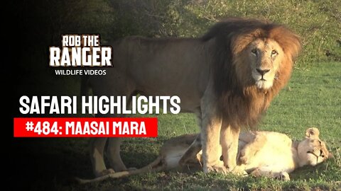 Safari Highlights #484: 22nd October 2017 | Maasai Mara/Zebra Plains | Latest Wildlife Sightings
