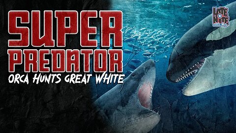 Orcas Hunting Great White Sharks!? | Super Predator | LNWC Main Topic