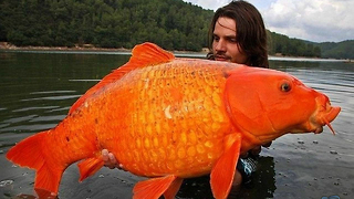 World's Largest Goldfish