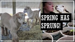 Seed Starting/Baby Goats/Life Updates