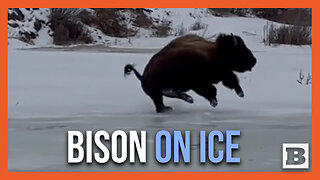 Bison on Ice! Beast Slips and Falls on Frozen Creek
