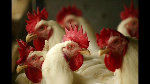 Chicken Producers Warn About Fast-Moving Bird Flu Spreading Across US