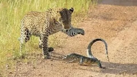 Leopard vs Monitor Lizard Real fight Hungry But Fail Most Amazing #lion #lionfight