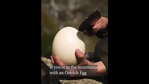 how to handle your ostrich eggs