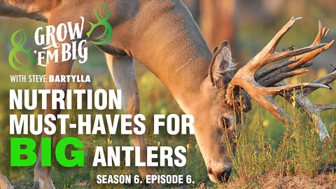 Nutrition Must-Haves for Antler Growth