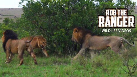 Lions Chase Their Sons | Maasai Mara Safari | Zebra Plains