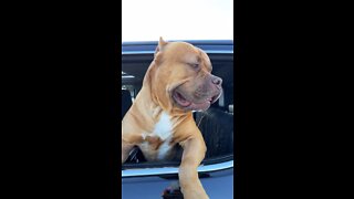 MASSIVE 160lb PIT BULL bigger than truck window! 🦁💪🏻😍