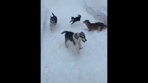 Sneak attack boys…I got all of you.🐈🐾🐕🐕😅