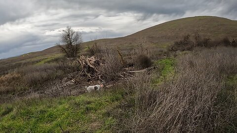 Stella get scent from across the road!