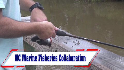 NC Marine Fisheries Collaboration
