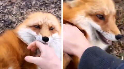 Fox Laughs Every time It Gets Tickled