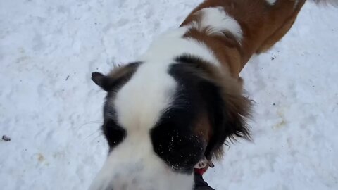 Snow lovers- St. Bernard puppies playing in the snow