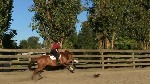 Horse comically startled by chicken in his way