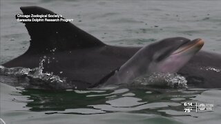 Dolphin births hit record high in Sarasota Bay this year