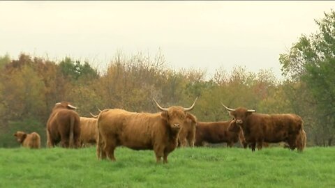 Local farmers struggle amid shortage of butchers and meat processors