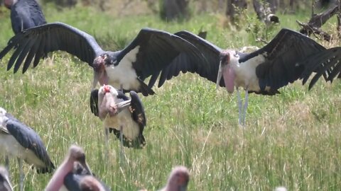 Group Marabou storks spreading their wings