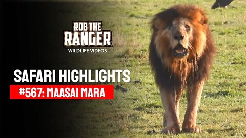 Safari Highlights #567: 14 & 15 October 2020 | Maasai Mara/Zebra Plains | Latest Wildlife Sightings