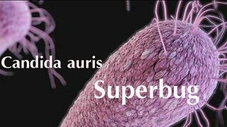 Candida auris Superbug