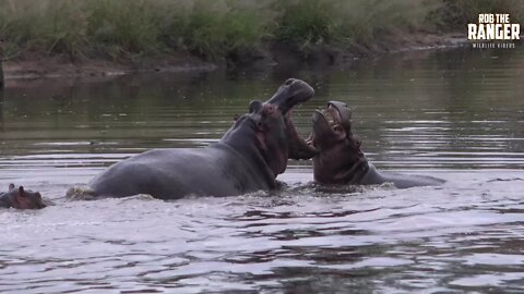 Dominant Male Hippo Clashes With Subordinate Bull | Raw Africa