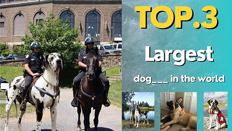 top 3 largest dogs breeds