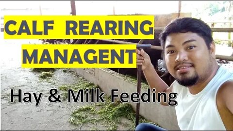 Calf Rearing Management / Dairy Farming / Livestock Agriculture