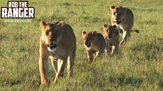 Marsh Lion Pride | Spot, Cubs And Little Red | Lions Of the Mara | Zebra Plains