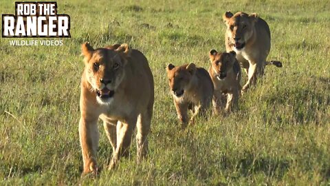 Marsh Lion Pride | Spot, Cubs And Little Red | Lions Of the Mara | Zebra Plains