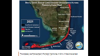 FLORIDA CORAL REEFS SICK & DYING FROM MYSTERIOUS DISEASE NOW SPREADING IN CARIBBEAN