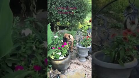 Roxann at my daddy. LonelyCreek bullmastiff #bullmastiffpuppy