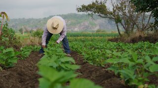 More protection could be on the way for California farm workers