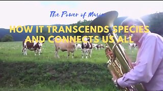 The Power of Music: How it Transcends Species and Connects Us All