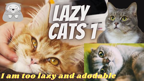 Lazy cats