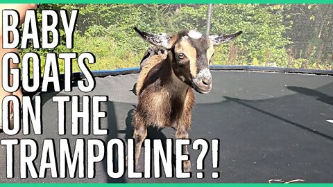 Nigerian Dwarf Kids on the Trampoline?! ||Do they Jump?||