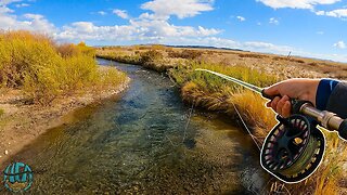 Streamer Fishing a TINY Creek (NEW PB BROOK TROUT!)