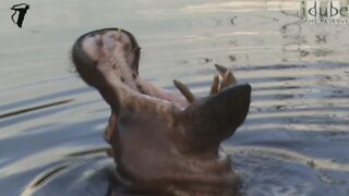 Hippo Threat Display