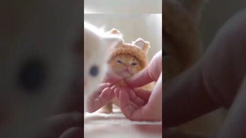 it's so cute 🤩🥰🥰 cat 😺 video