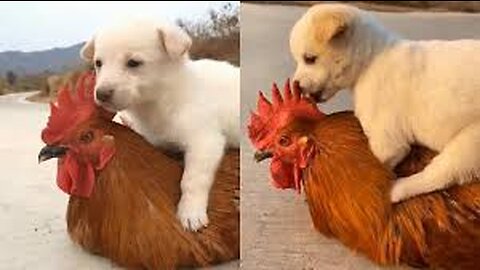 Cock VS Dog Epic Action fighting 2023