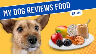 My Dog Tastes Food - Dog Reviews Food & Taste Test- Episode 1