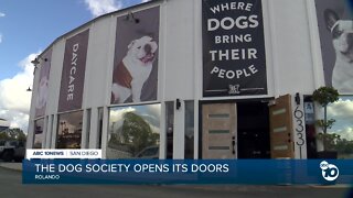 Puppy paradise: The Dog Society opens in Rolando