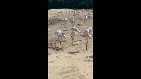 Sleeping flamingos