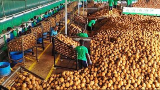 🌴🥥 Inside a Millions of Coconut Factory! From Tree to Table - Coconut Oil, Milk & Water! 🥥🥛💧