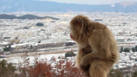 Kyoto, Japan Wild Japanese Macaques at Iwatayama Monkey Park During Winter Snow0